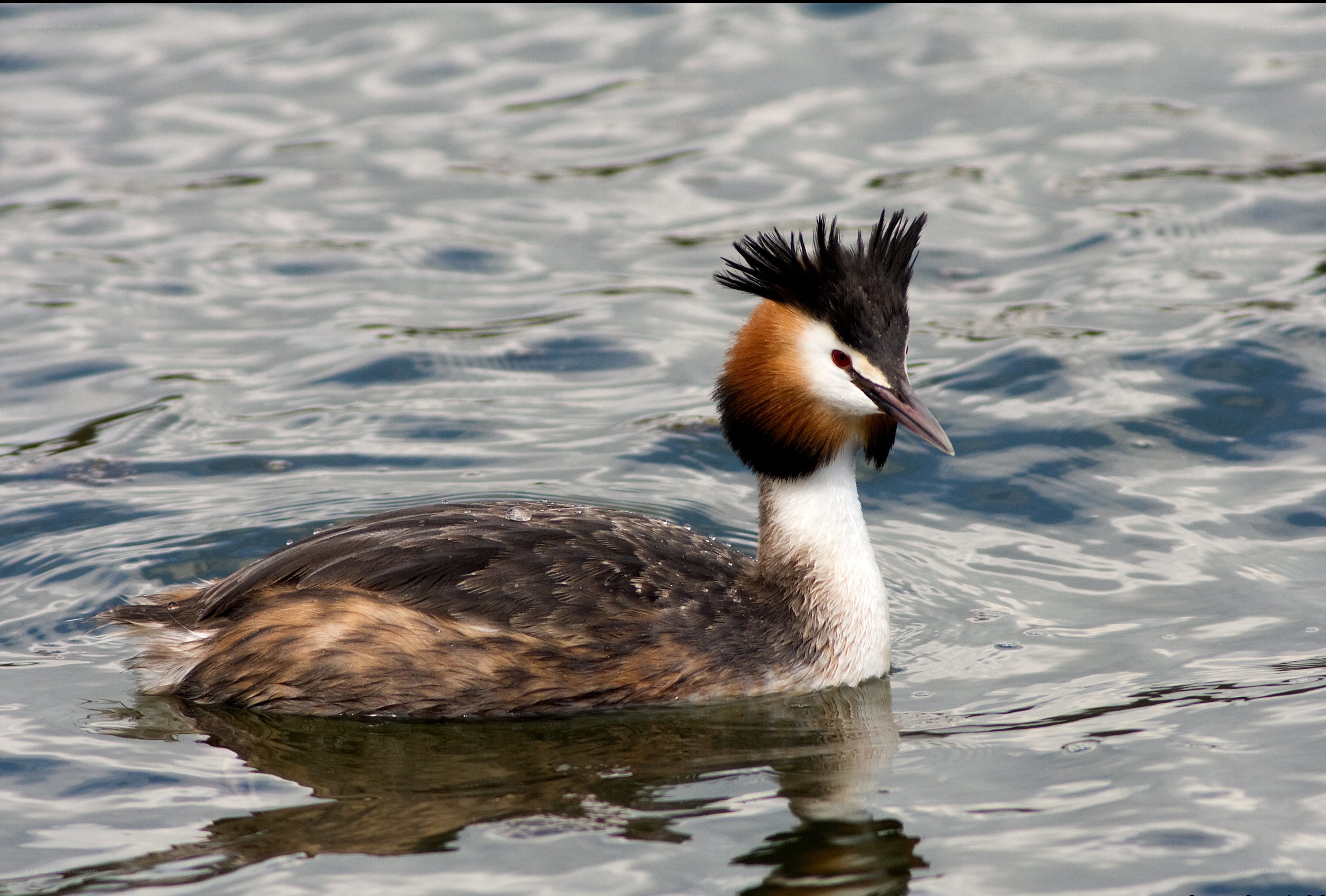Great Crested Grebe on water