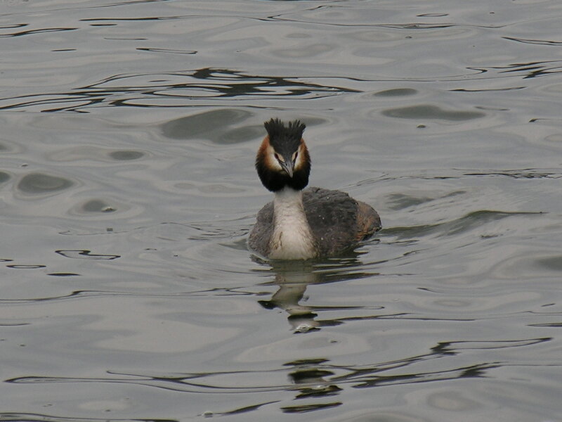 Great Crested Grebe