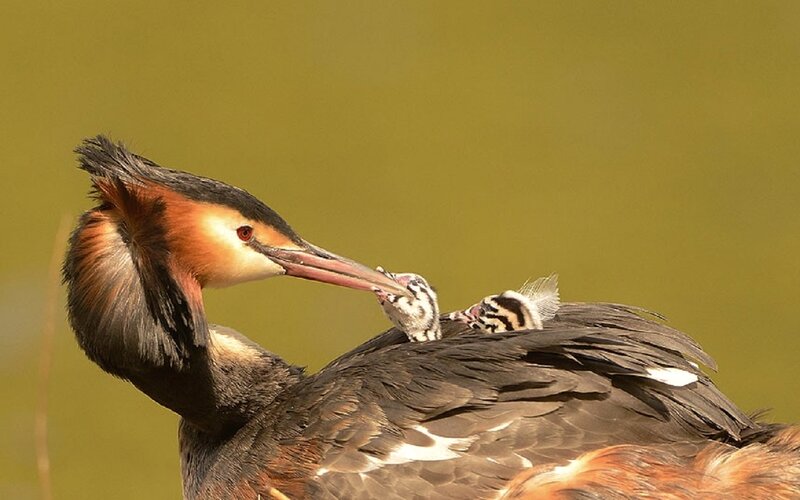 Great Crested Grebe with Chick — Brown