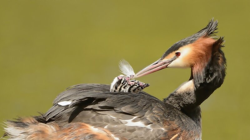 Great Crested Grebe with Chick — Green