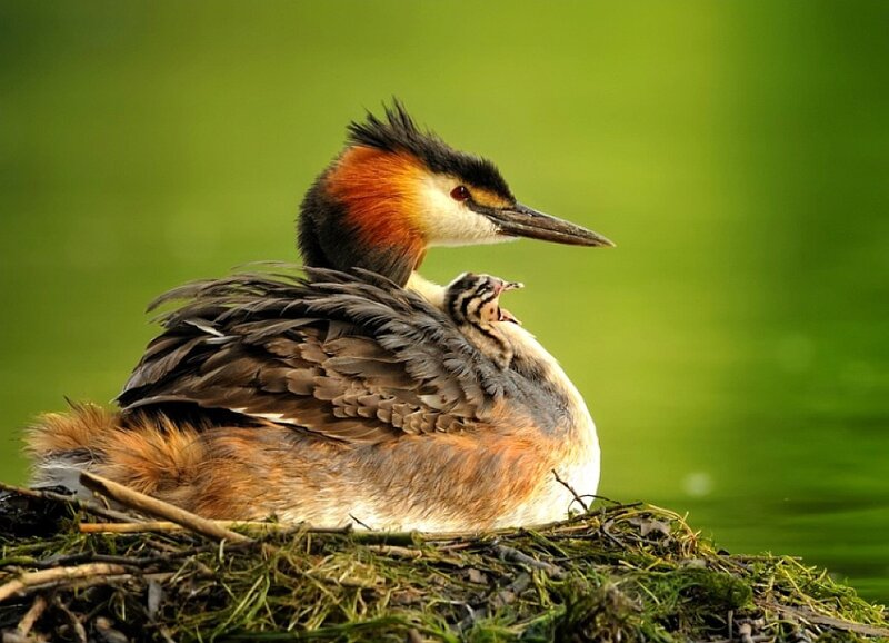 Great crested grebe with chick