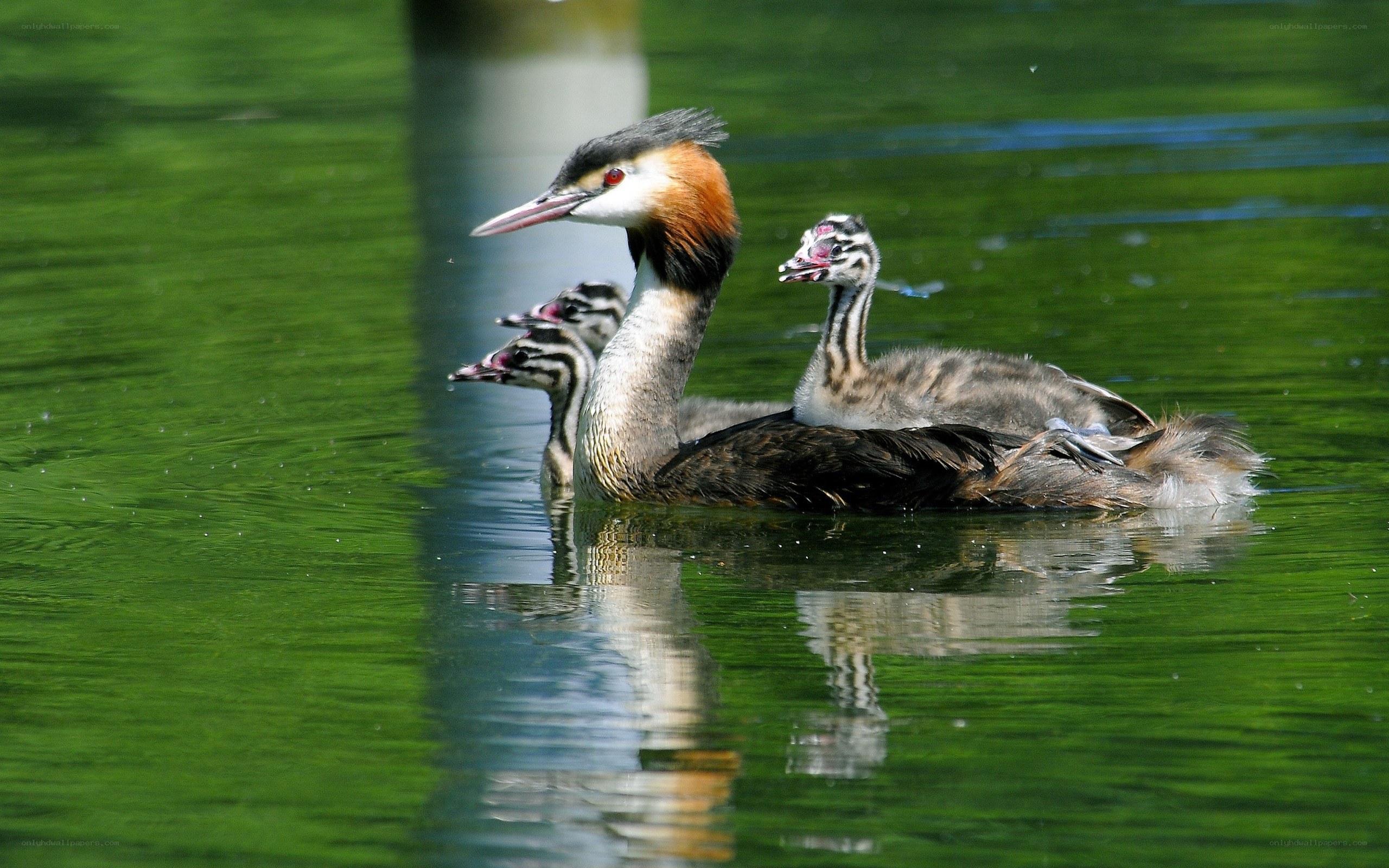 Great crested grebe with chicks