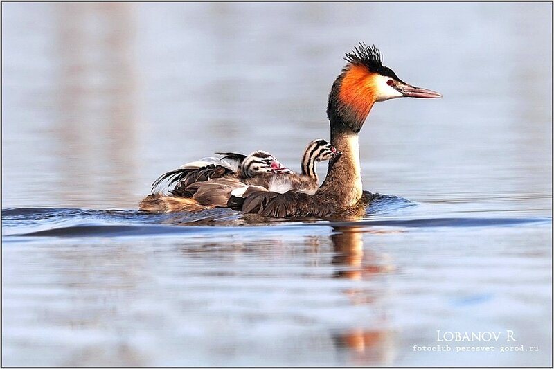 Great crested grebe with chicks