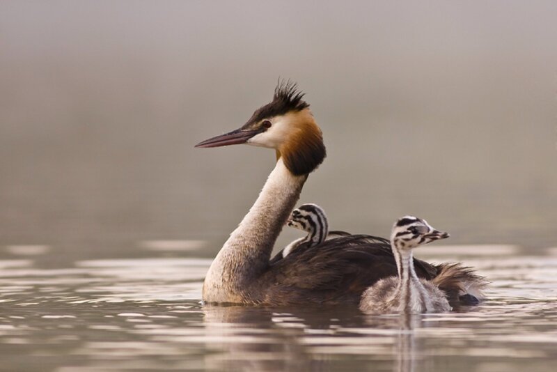 Great crested grebe with chicks