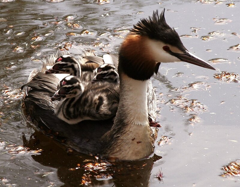 Great Crested Grebe with Chicks — Brown