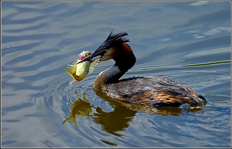 Great Crested Grebe with Fish