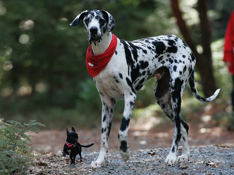 Great Dane and Chihuahua — Black, Calm