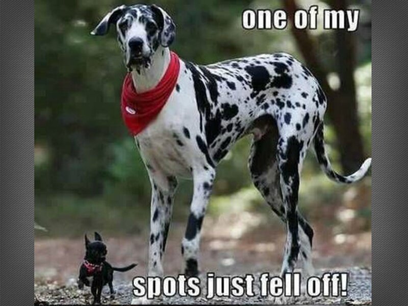 Great Dane and Chihuahua — Black, Humorous, Photograph