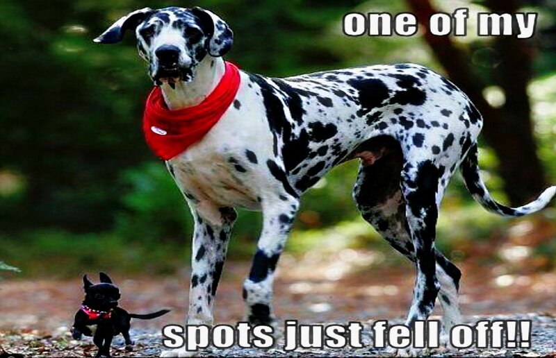 Great Dane and Chihuahua — Black, Humorous