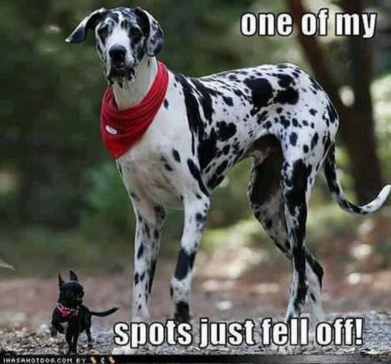 Great Dane and Chihuahua — Black