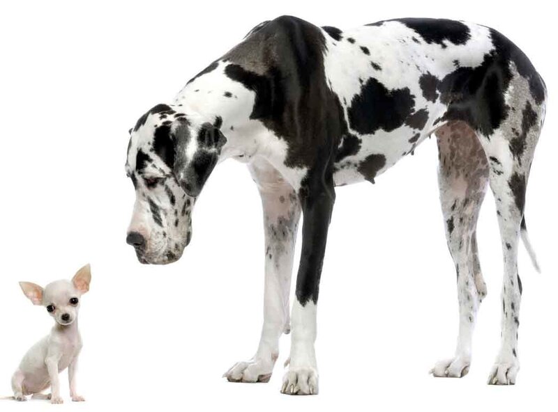 Great Dane and Chihuahua