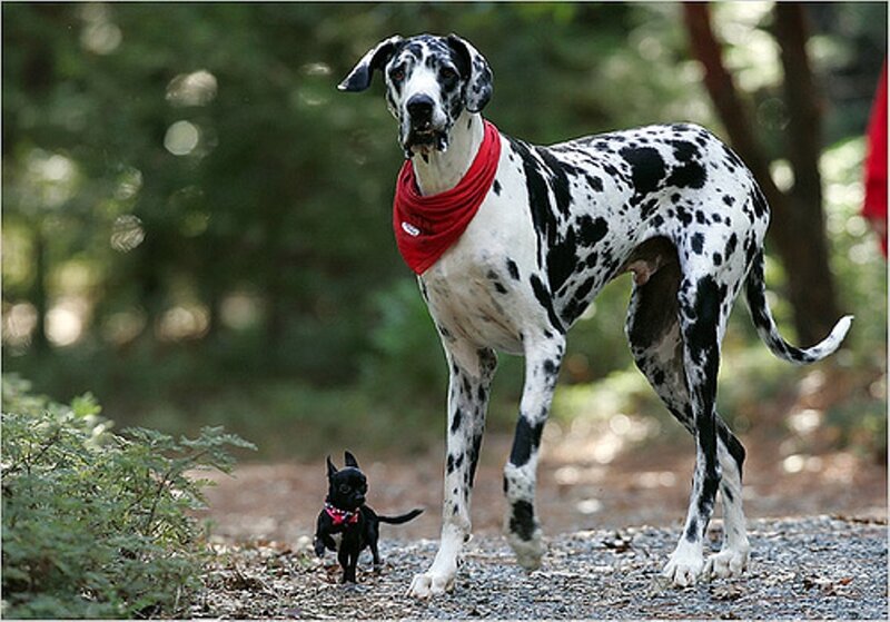 Great Dane and Chihuahua together