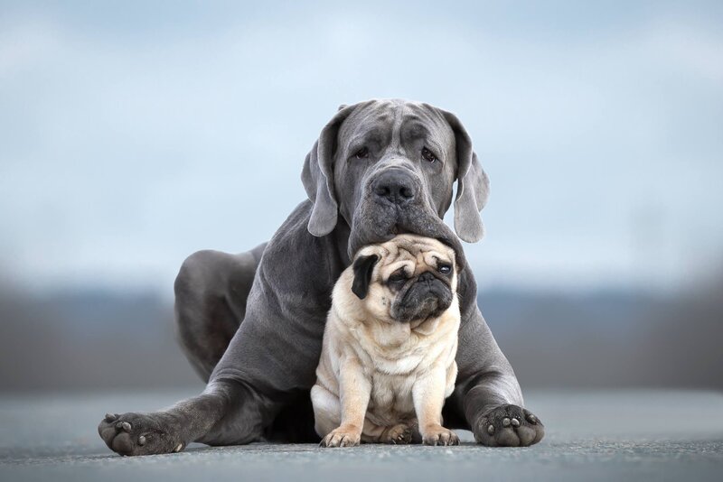 Great Dane and Pug