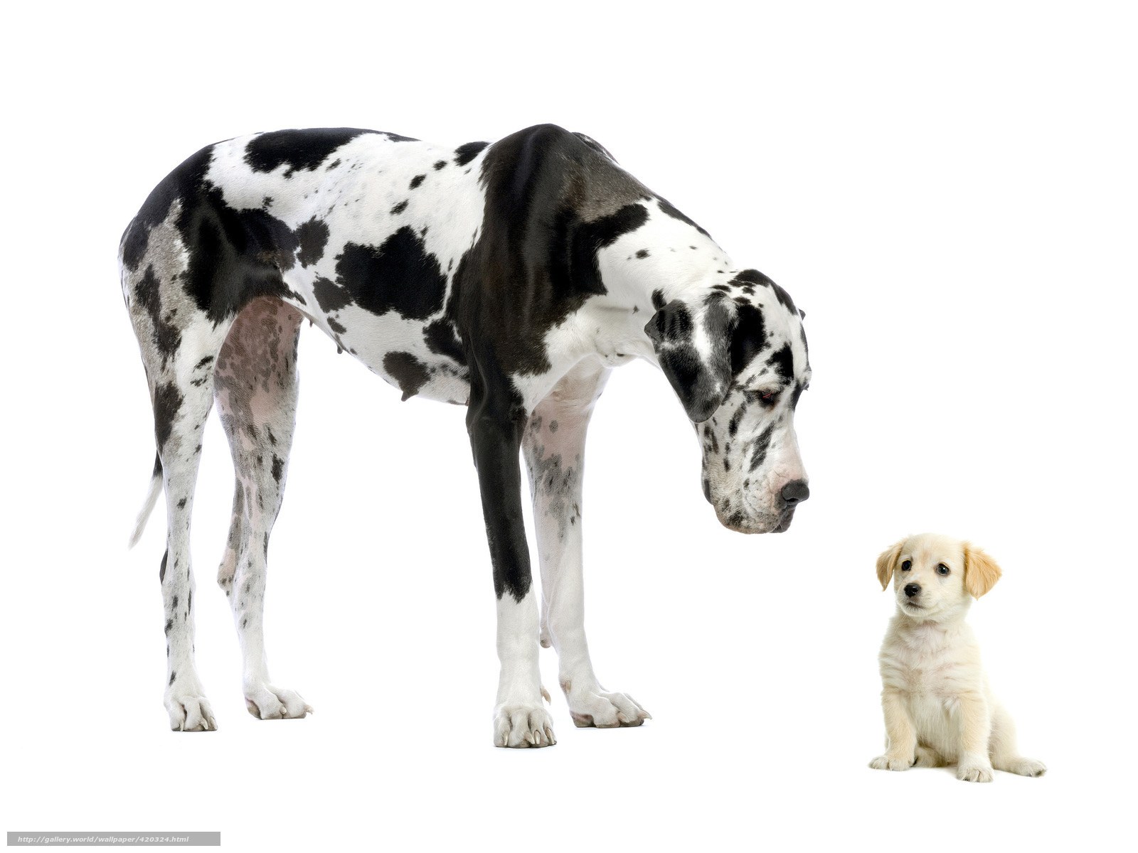 Great Dane and puppy