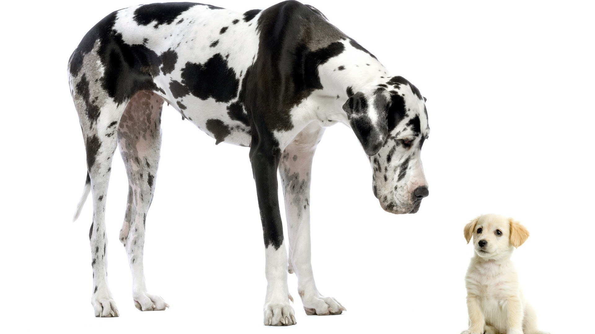 Great Dane and puppy