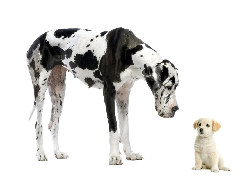 Great Dane and puppy