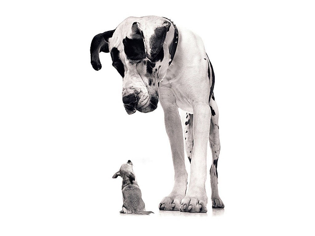 Great Dane and puppy