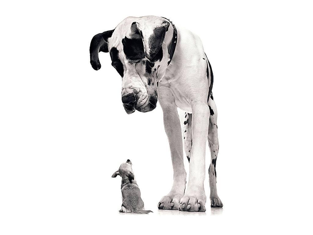 Great Dane and puppy