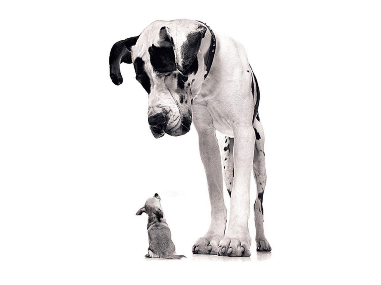 Great Dane and puppy