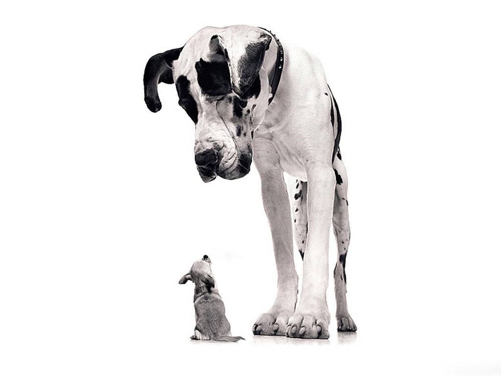 Great Dane and puppy