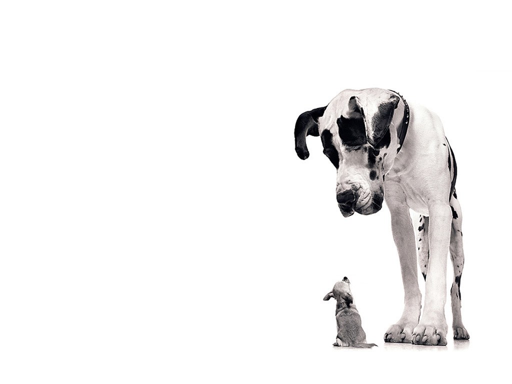 Great Dane and puppy