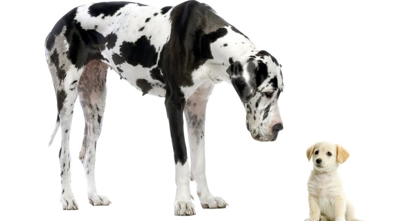 Great Dane and Puppy — Black, Neutral, Photograph, Dog, White Background