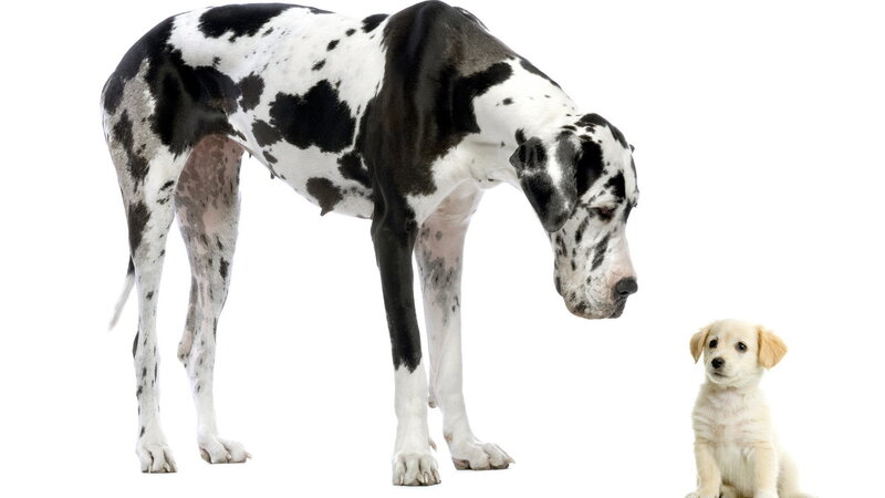Great Dane and Puppy — Black, Neutral, Photograph