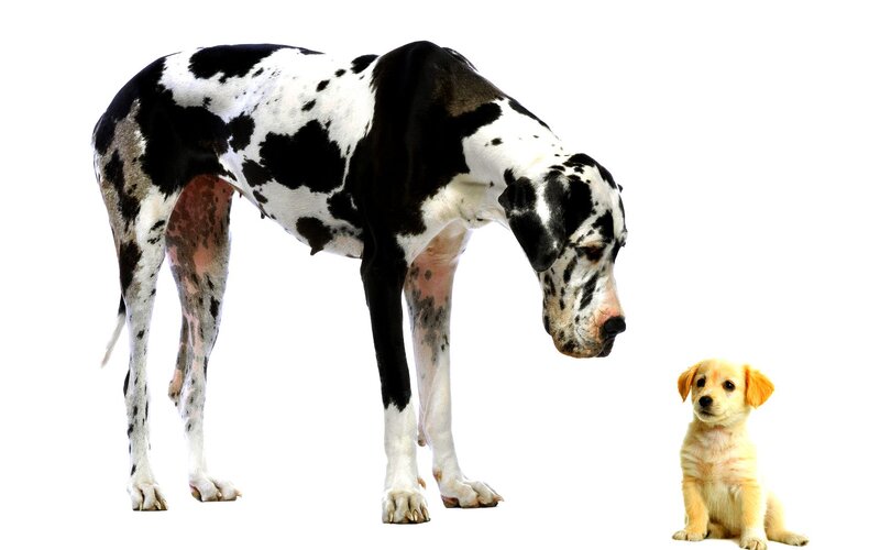 Great Dane and Puppy — Black, Neutral