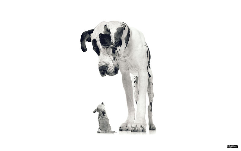 Great Dane and Puppy — Black