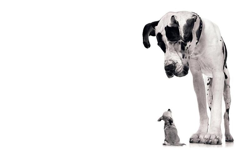 Great Dane and puppy interaction