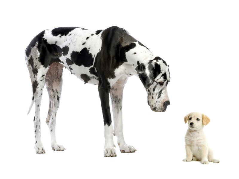 Great Dane and Puppy — White