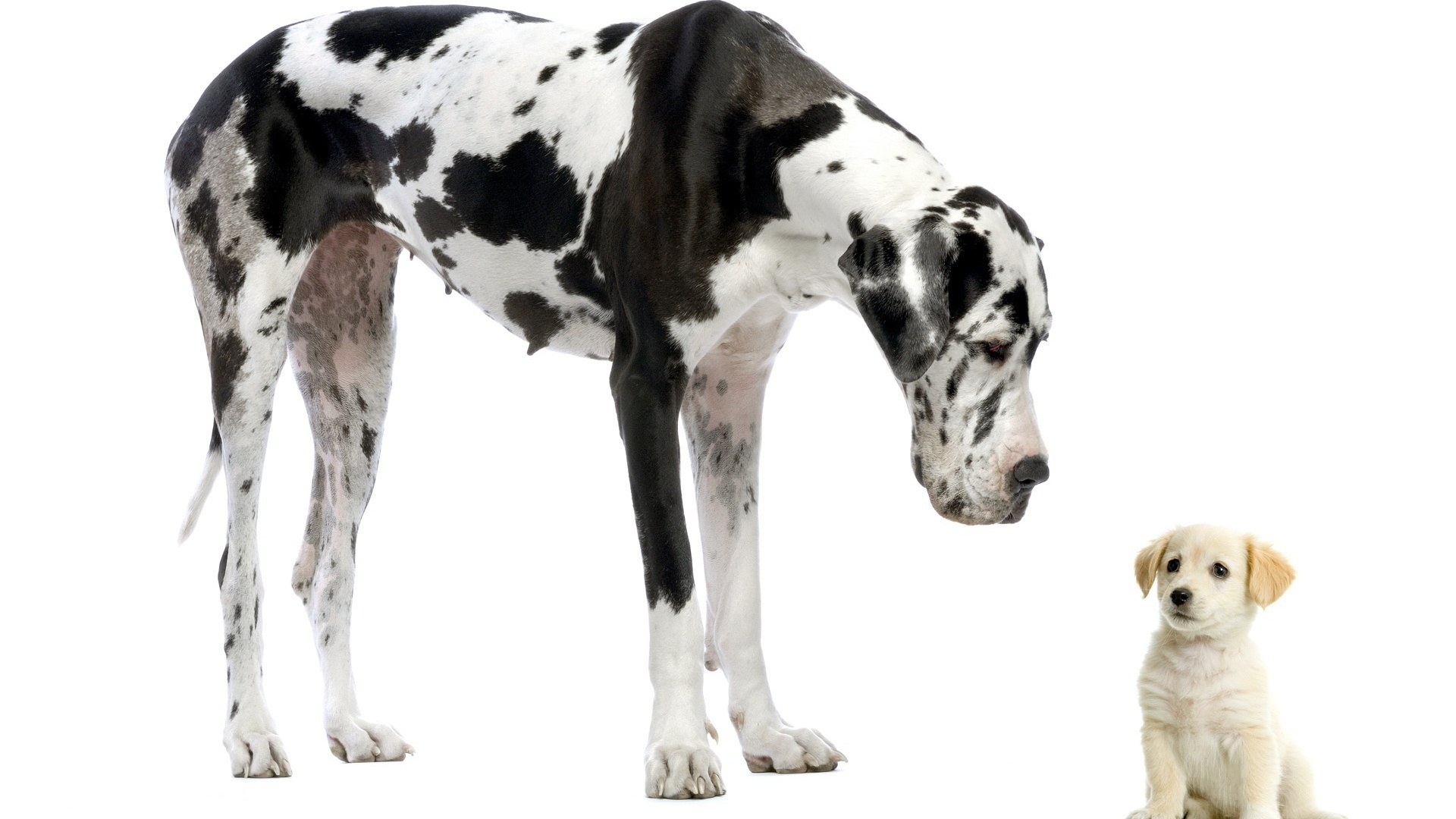 Great Dane and puppy