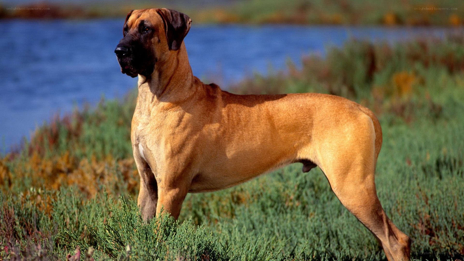 Great Dane by the water