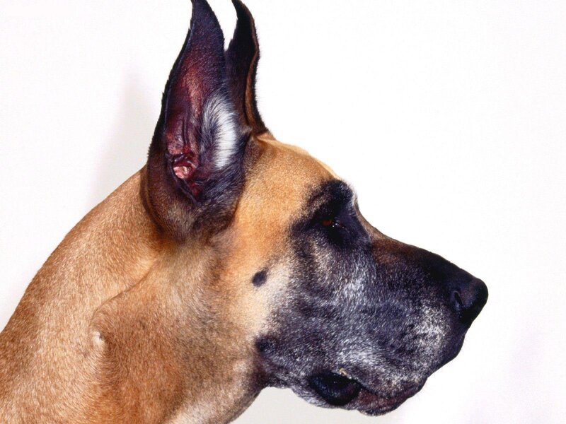Great Dane Dog — Brown