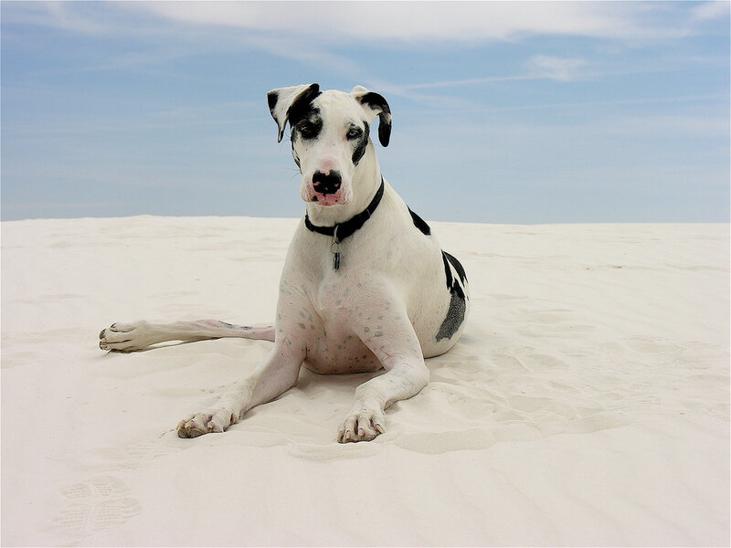Great Dane Dog on Beach