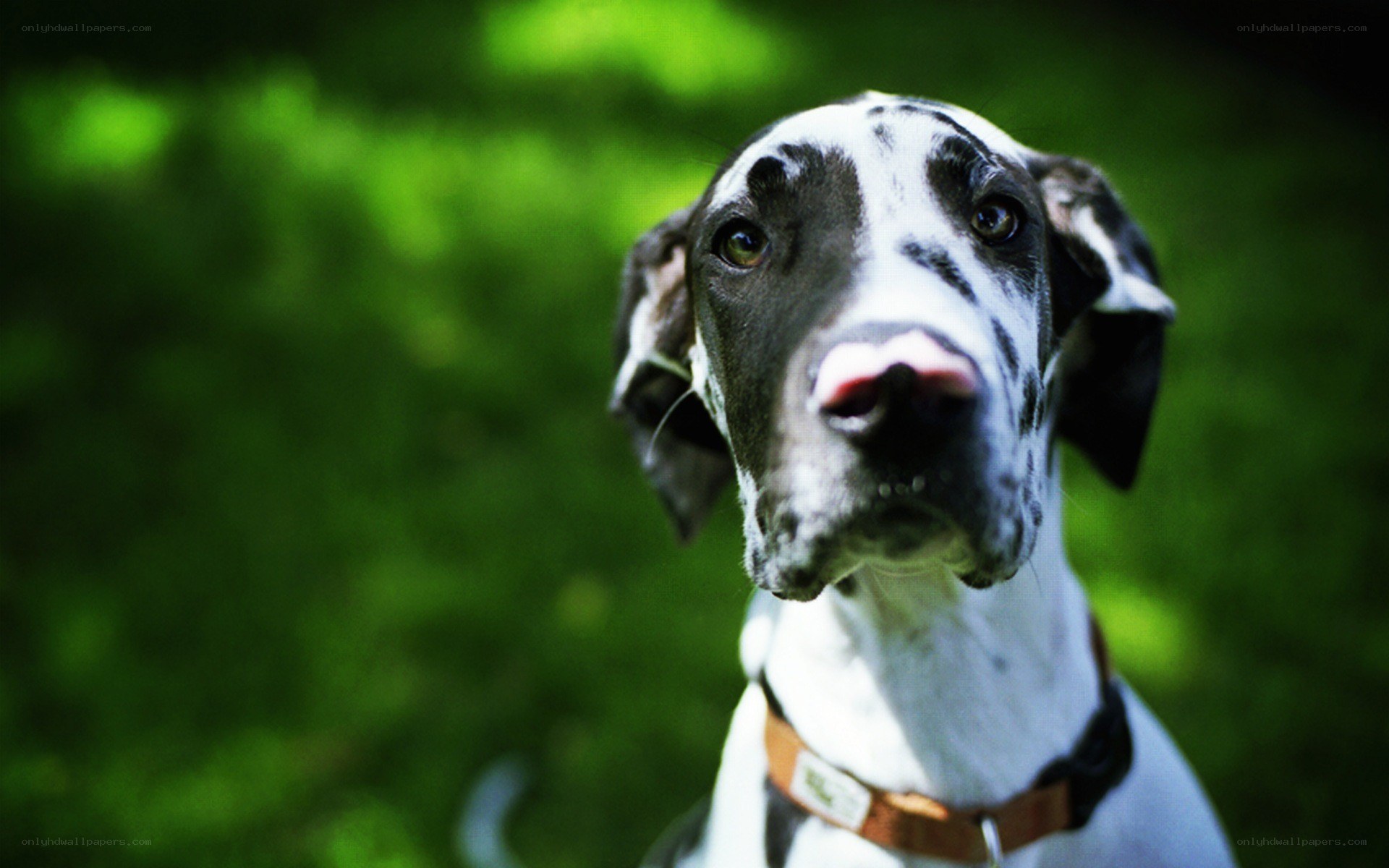 Great Dane dog outdoors