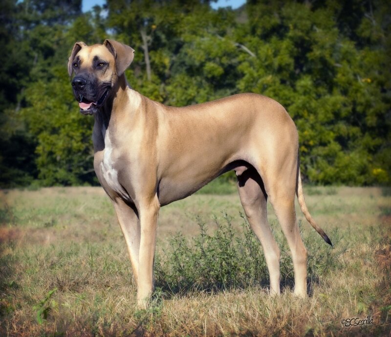 Great Dane Dog