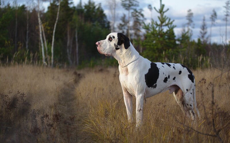 Great Dane Dog — White, Calm, Afternoon