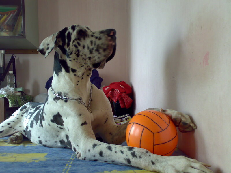 Great Dane Dog — White, Calm