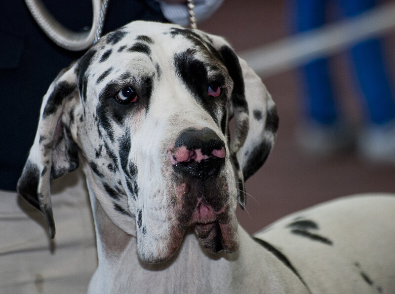 Great Dane Dog — White