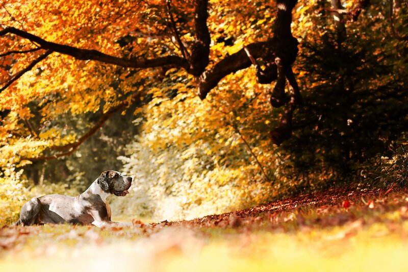 Great Dane Dog — Yellow, Serene