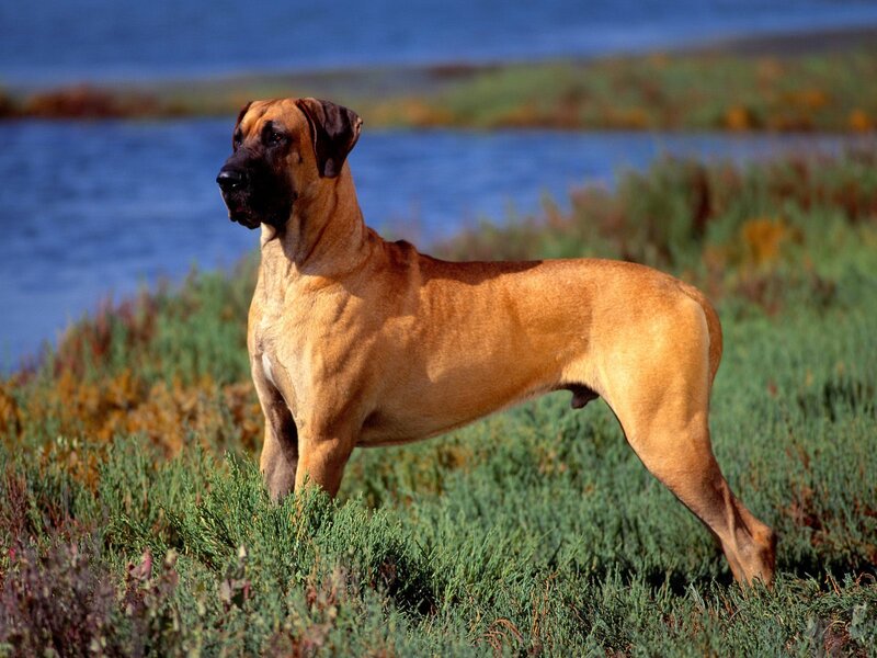 Great Dane in a field