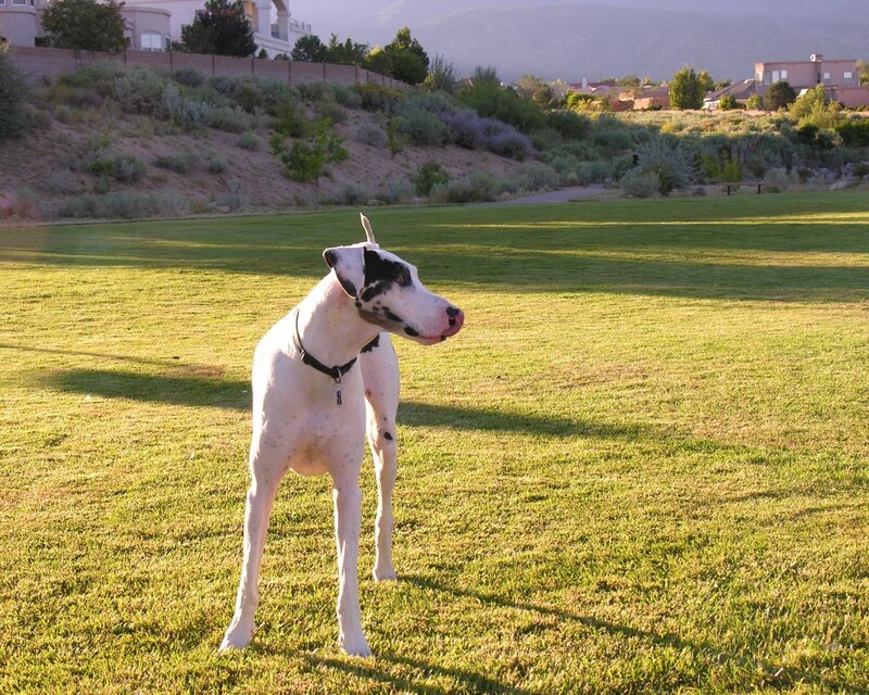 Great Dane in a park
