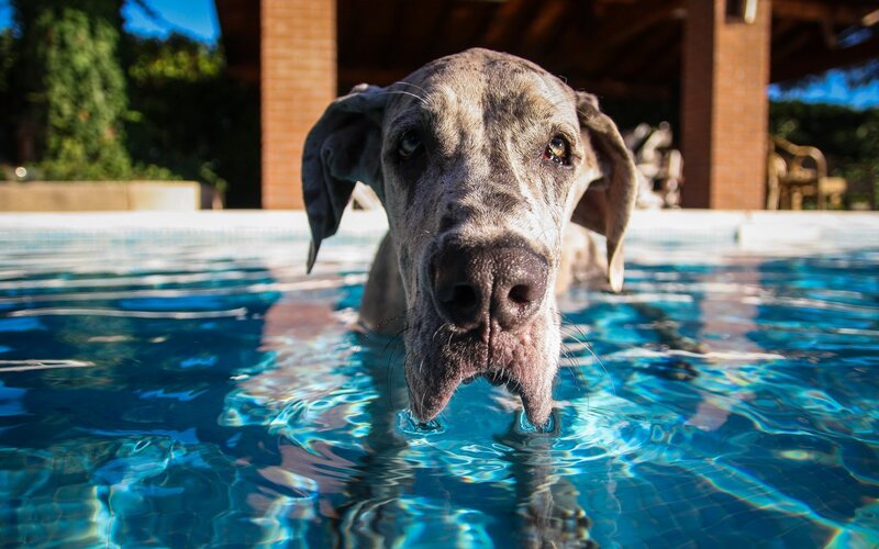 Great Dane in Pool