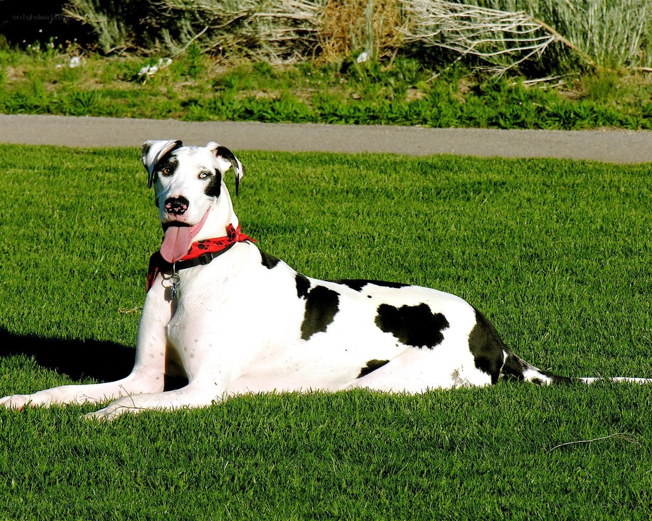 Great Dane on a sunny day