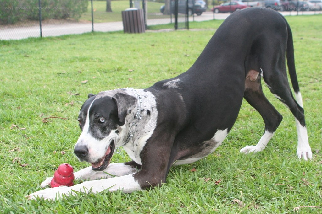 Great Dane playing with toy