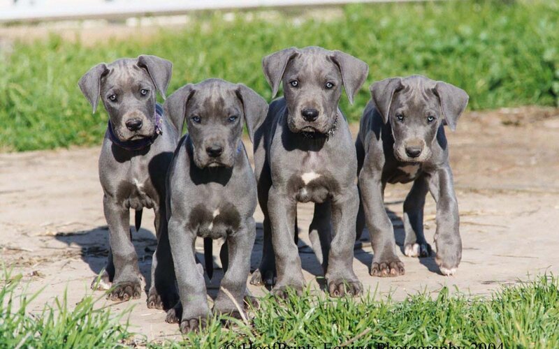 Great Dane Puppies — Gray
