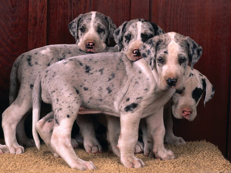 Great Dane puppies huddled together