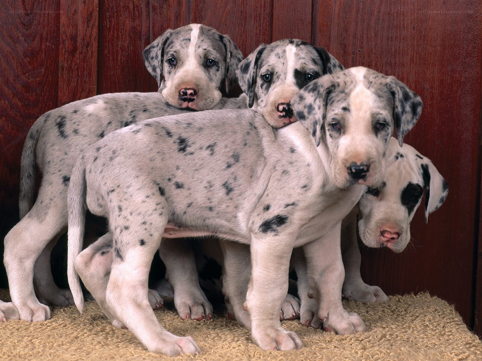 Great Dane puppies huddled together