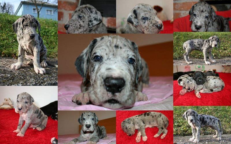Great Dane Puppies